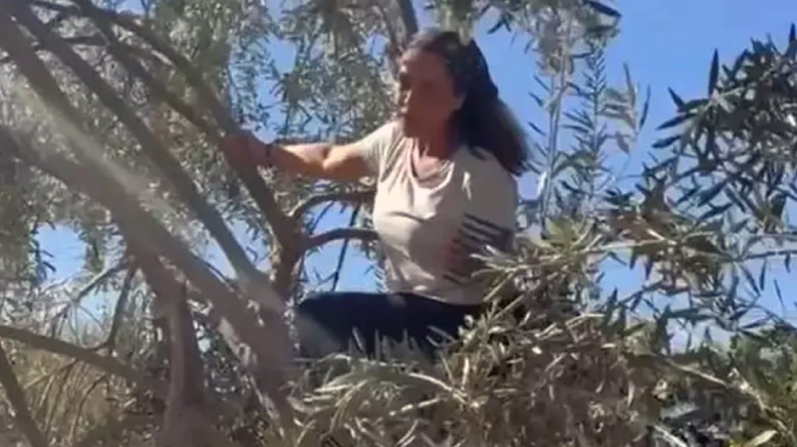HÜLYA AVŞAR ZEYTİN HASADINDA